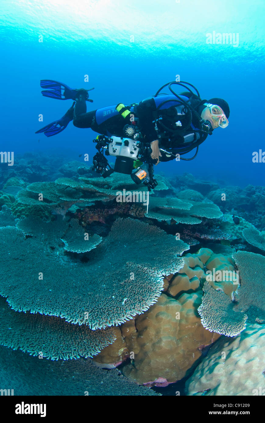 Diver over Table Corals, Acropora sp, Rhoda Beach dive site, Christmas Island, Australia, Indian Ocean Stock Photo