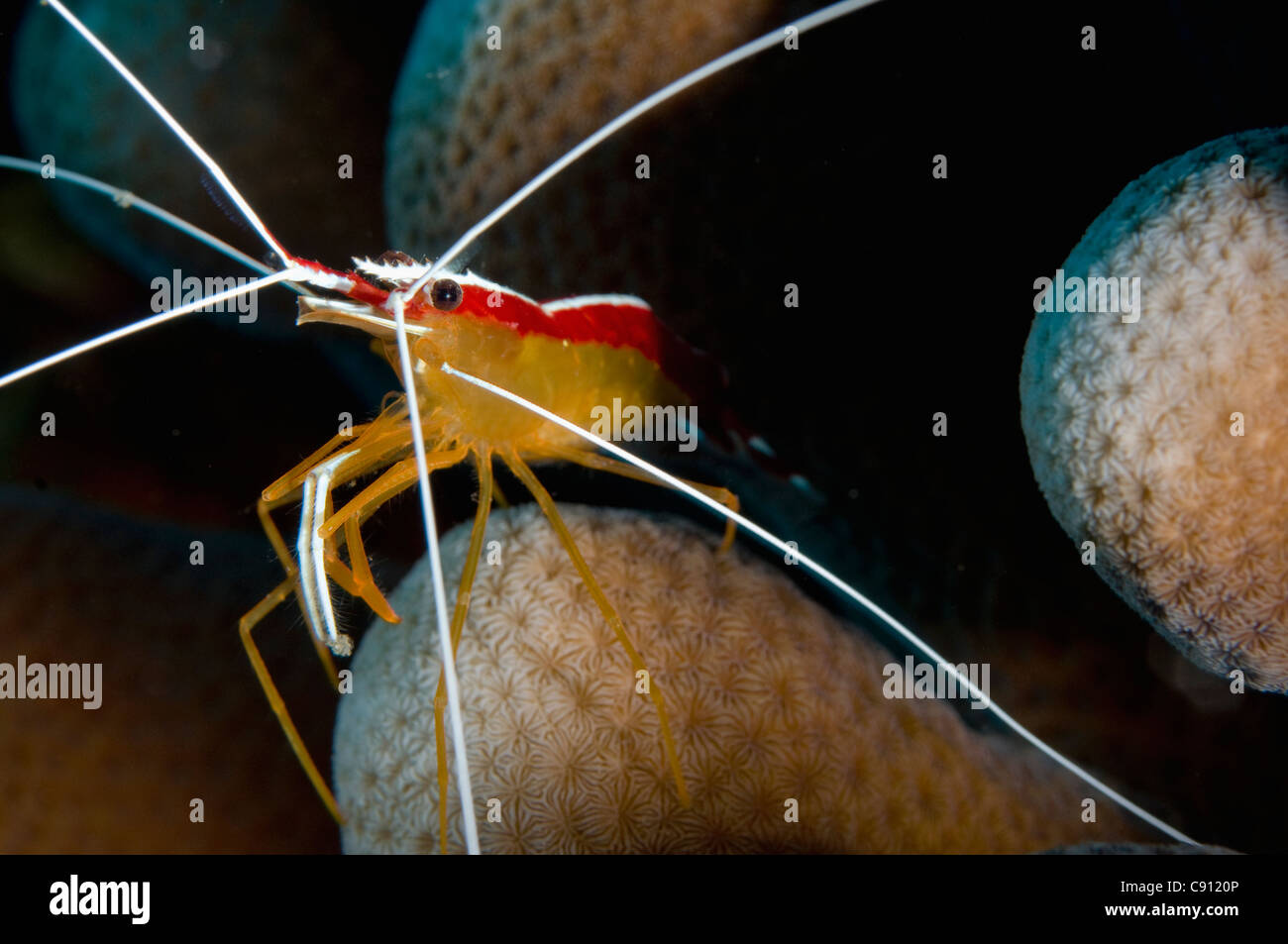 Hump-back Cleaner Shrimp, Lysmata amboinensis, Flying Fish Cove dive site, Christmas Island, Australia, Indian Ocean Stock Photo