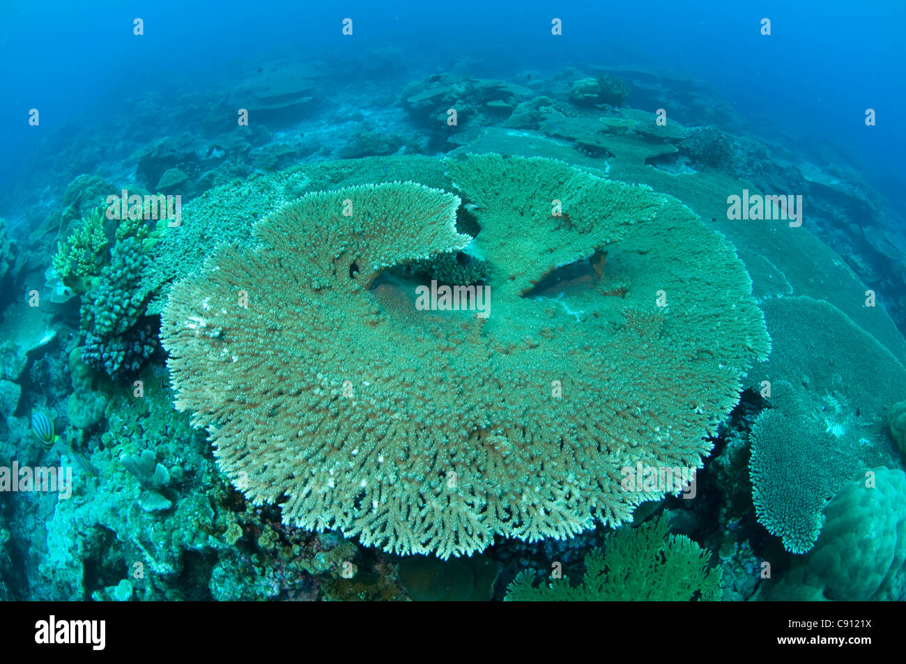 Table Corals, Acropora sp, Rhoda Wall dive site, Christmas Island, Australia, Indian Ocean Stock Photo