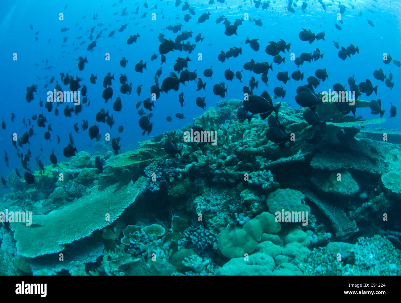 School of Black Triggerfish, Melichthys niger, over Table Corals, Acropora sp, Rhoda Wall dive site, Christmas Island, Australia, Indian Ocean Stock Photo