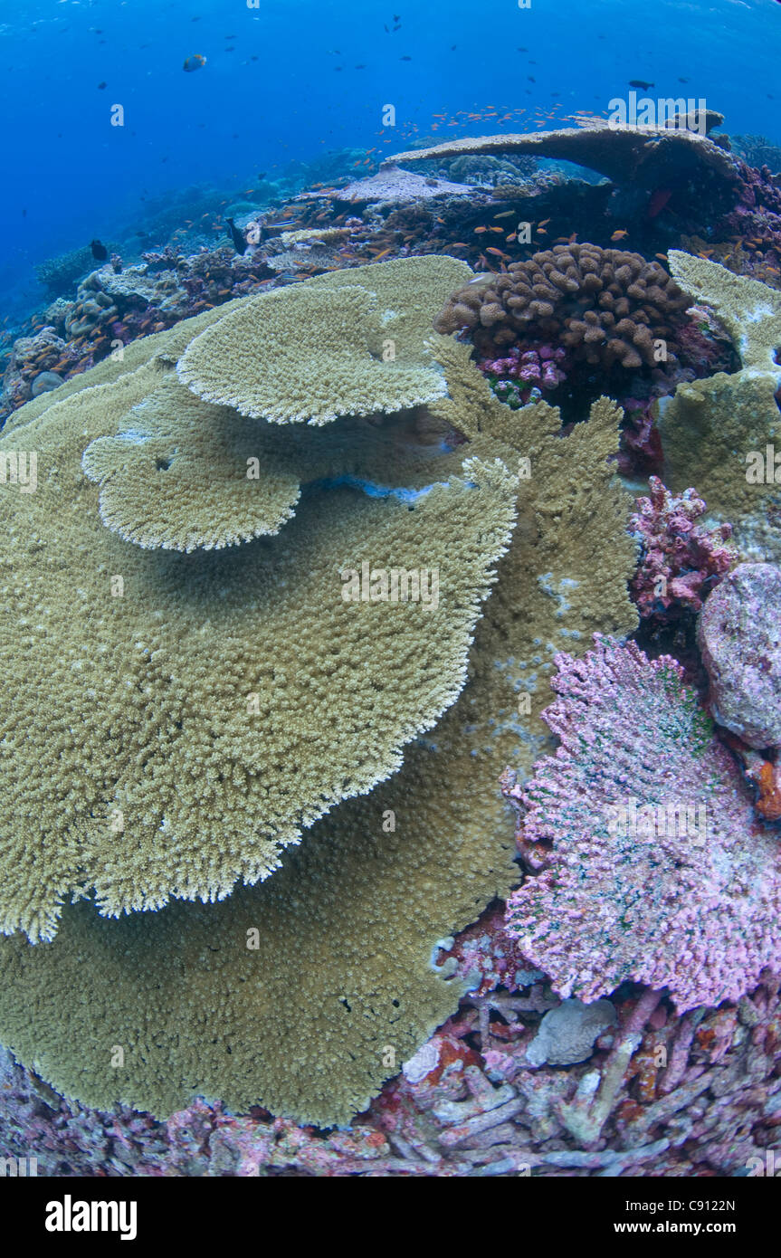 Table Corals, Acropora sp, Perpendicular Wall dive site, Christmas Island, Australia, Indian Ocean Stock Photo