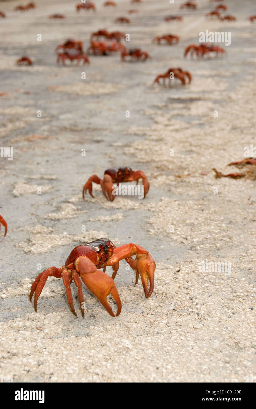 Cast of Red Crabs, Gecarcoidea natalis, on road, Christmas Island, Australia, Indian Ocean Stock Photo