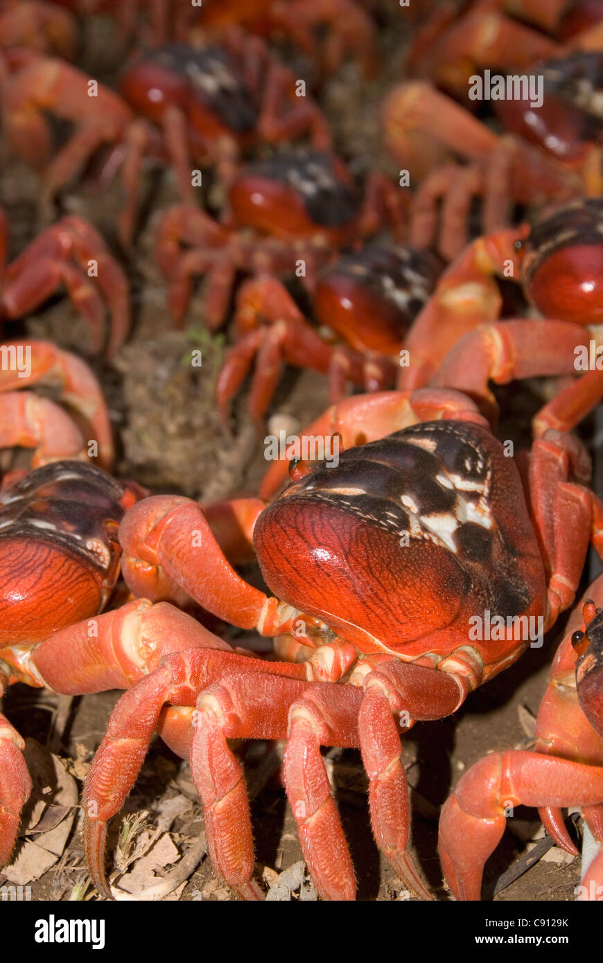 Cast of Red Crabs, Gecarcoidea natalis, Christmas Island, Australia, Indian Ocean Stock Photo