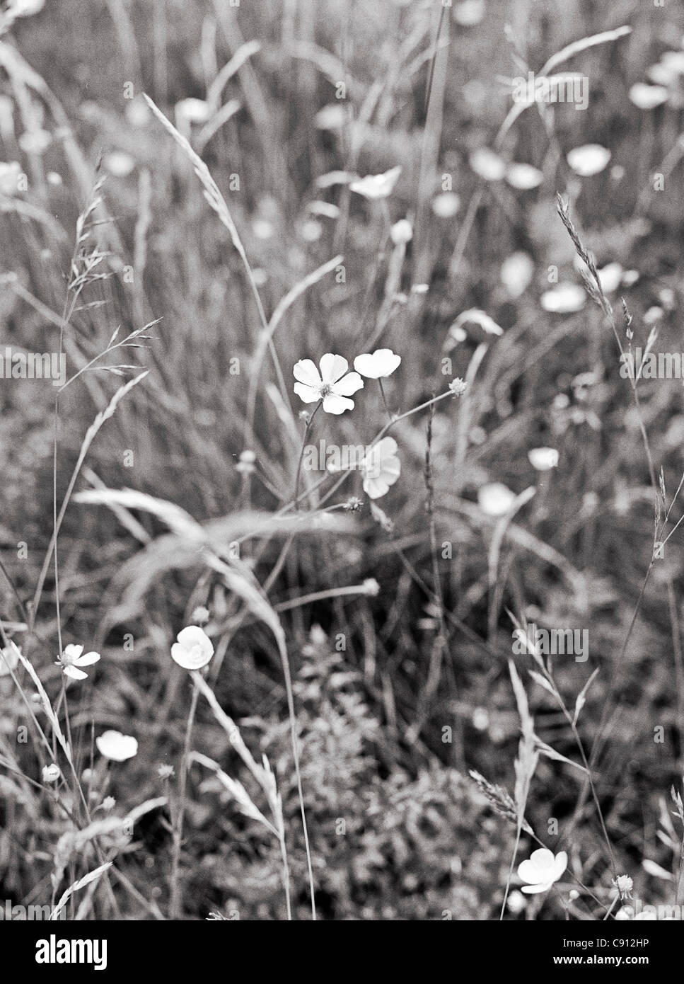 B&W black and white flower flowers field grasses wild leaf leaves Stock ...
