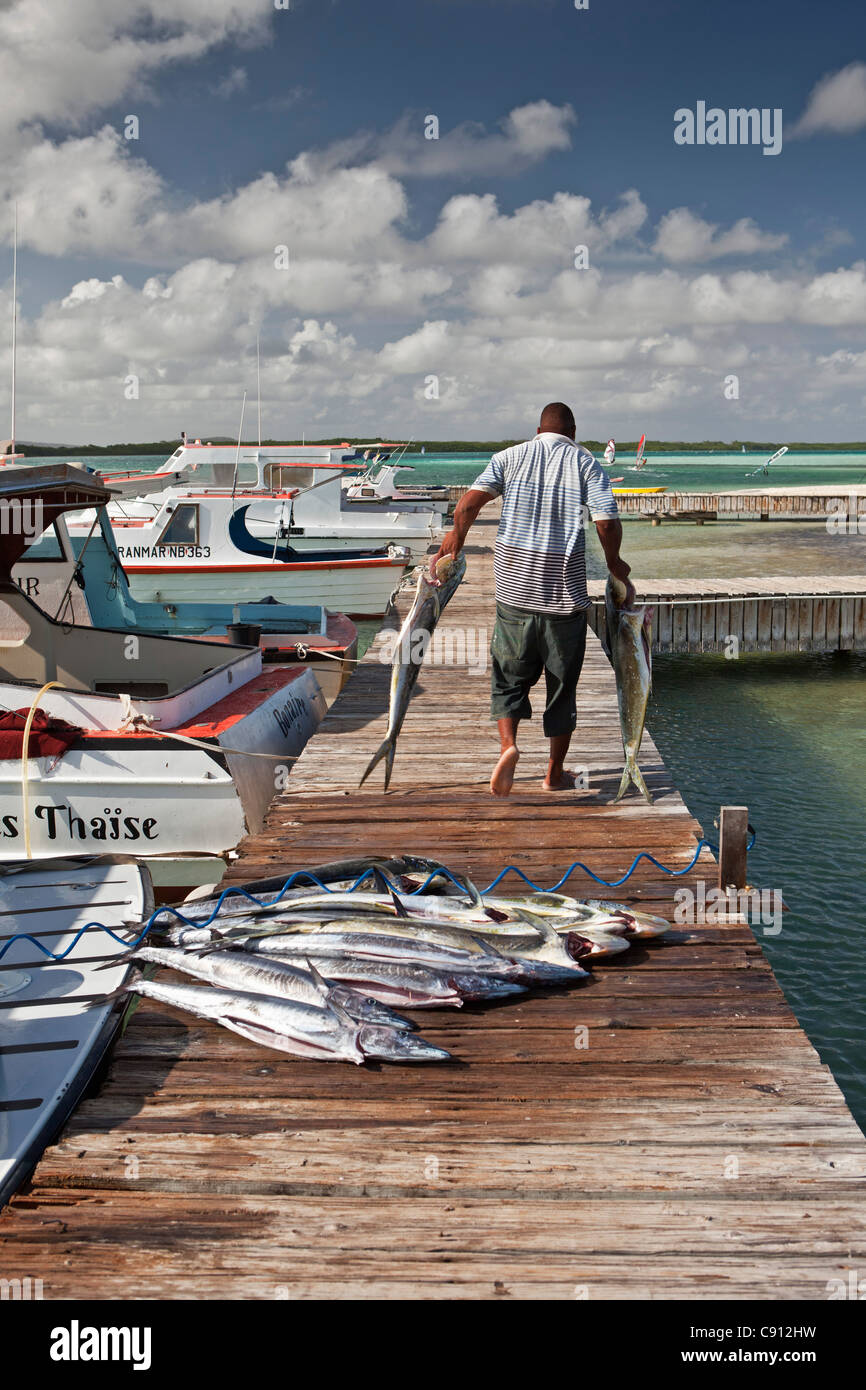 The Netherlands, Bonaire Island, Dutch Caribbean, Kralendijk, Sea fish caught for restaurant. Stock Photo