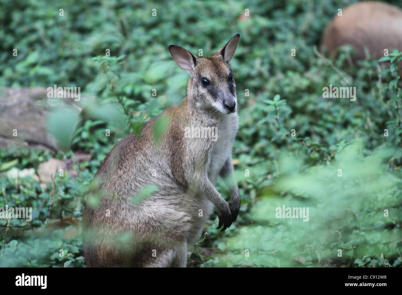 Wallaby standing in green foliage Stock Photo