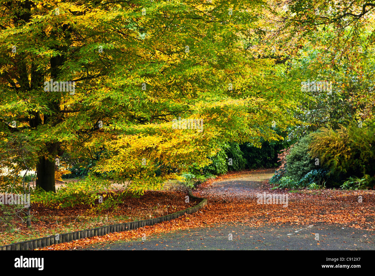 Autumn at Wollaton Park, Nottingham, Nottinghamshire, England, UK Stock Photo