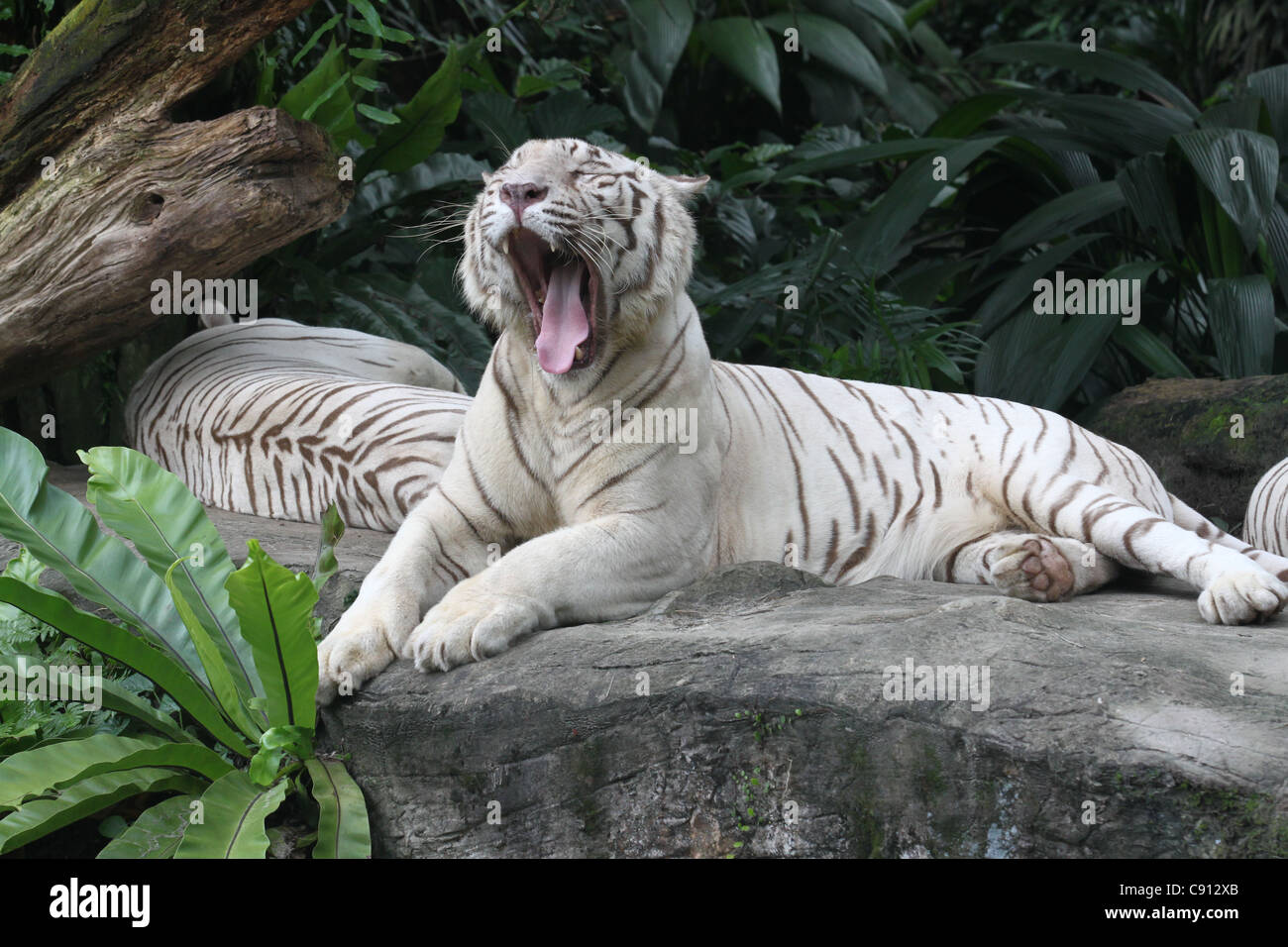 White Bengal TIgers laying down, open mouth eyes closed Stock Photo