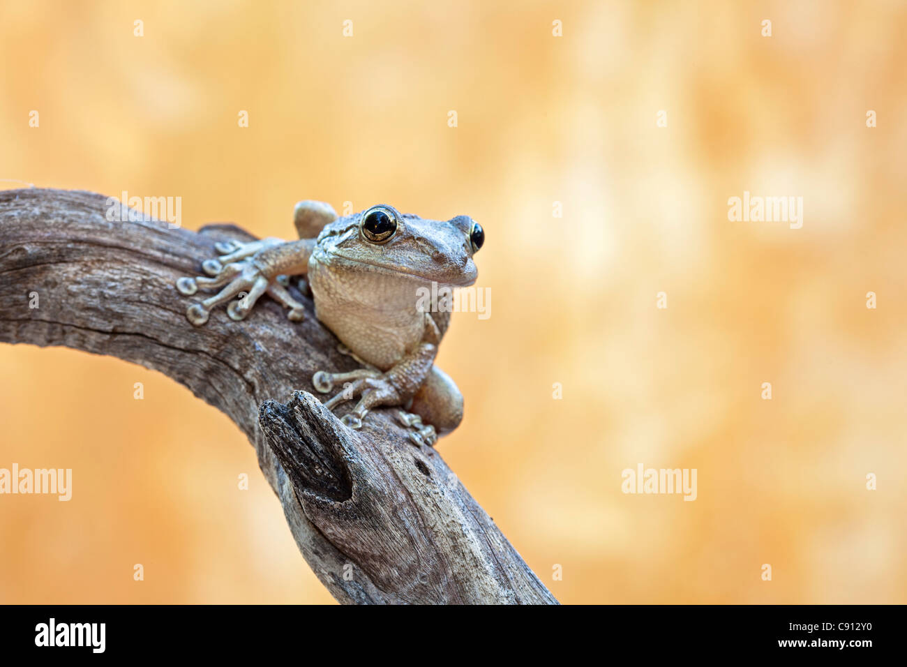 Netherland, Bonaire Island, Dutch Caribbean, Kralendijk, Coqui Antillano, Whistling Tree frog ( Eleutherodactylus johnstonei ). Stock Photo