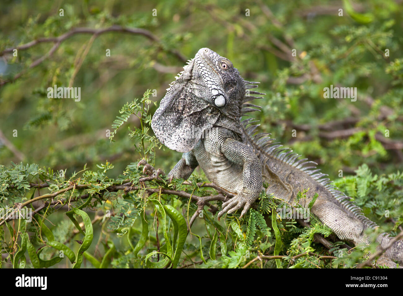 The Netherlands, Bonaire Island, Dutch Caribbean, Kralendijk, Green Iguana ( Iguana iguana ). Stock Photo