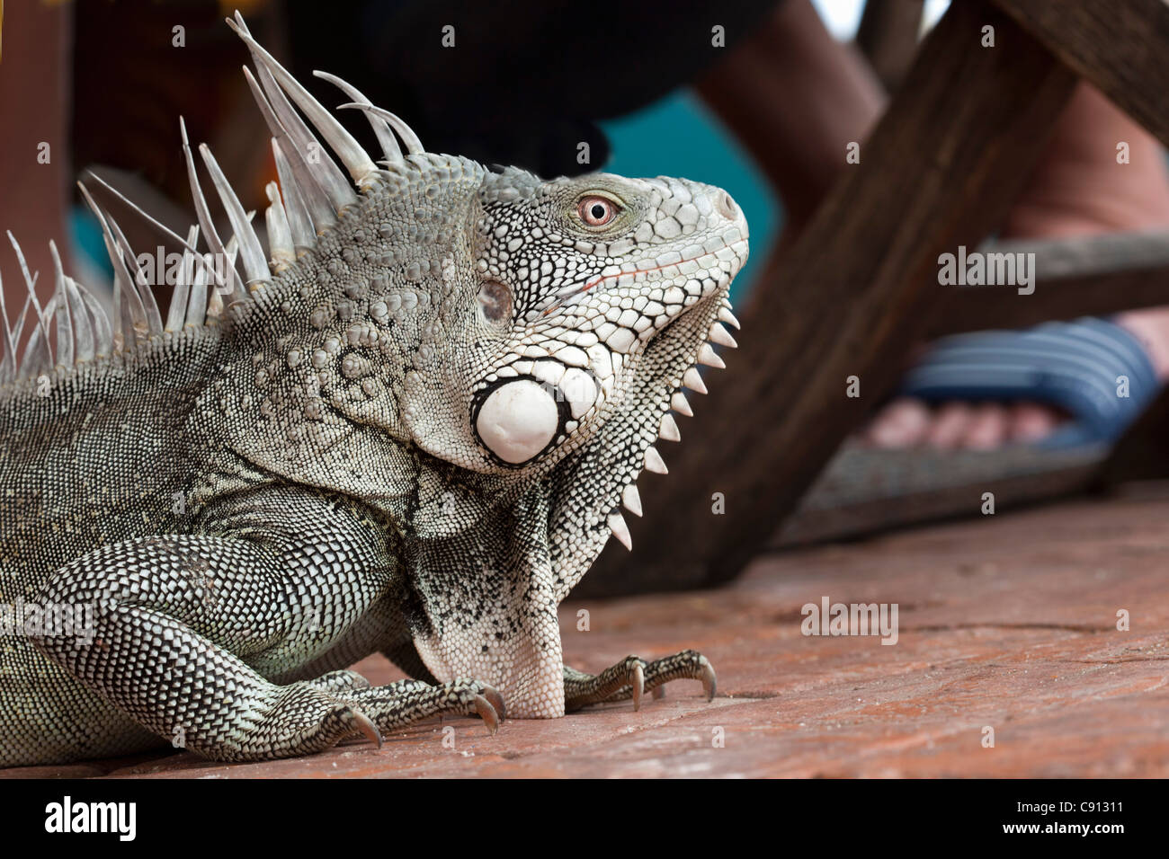 The Netherlands, Bonaire Island, Dutch Caribbean, Kralendijk, Green Iguana ( Iguana iguana ). Stock Photo