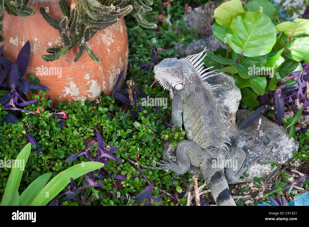 The Netherlands, Bonaire Island, Dutch Caribbean, Kralendijk, Green Iguana ( Iguana iguana ). Stock Photo