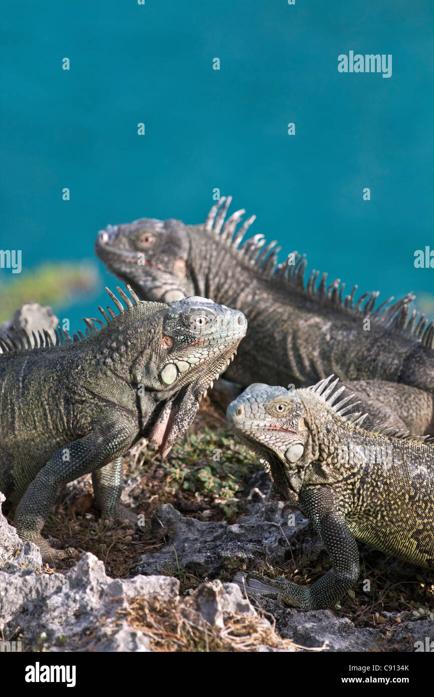 The Netherlands, Bonaire Island, Dutch Caribbean, Kralendijk, Green Iguana ( Iguana iguana ). Stock Photo