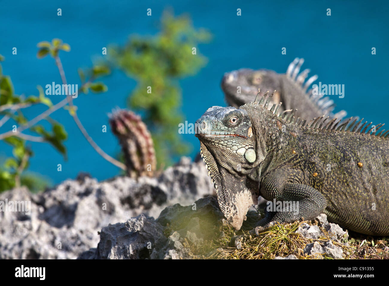 The Netherlands, Bonaire Island, Dutch Caribbean, Kralendijk, Green Iguana ( Iguana iguana ). Stock Photo