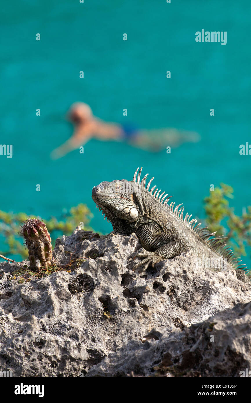 The Netherlands, Bonaire Island, Dutch Caribbean, Kralendijk, Green Iguana ( Iguana iguana ). Man swimming. Stock Photo