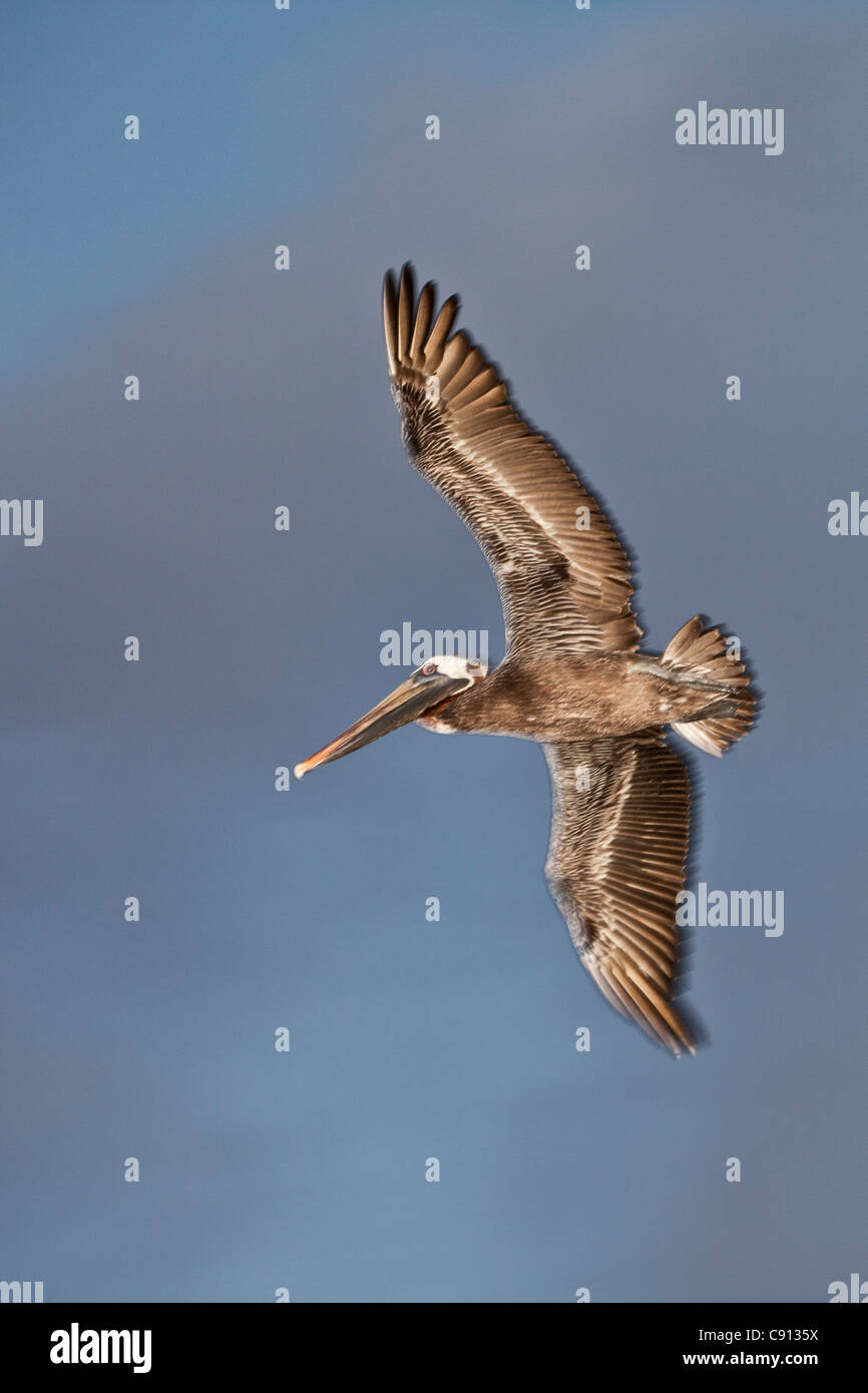 The Netherlands, Bonaire Island, Dutch Caribbean, Kralendijk, Brown Pelican ( Pelecanus occidentalis ). Stock Photo