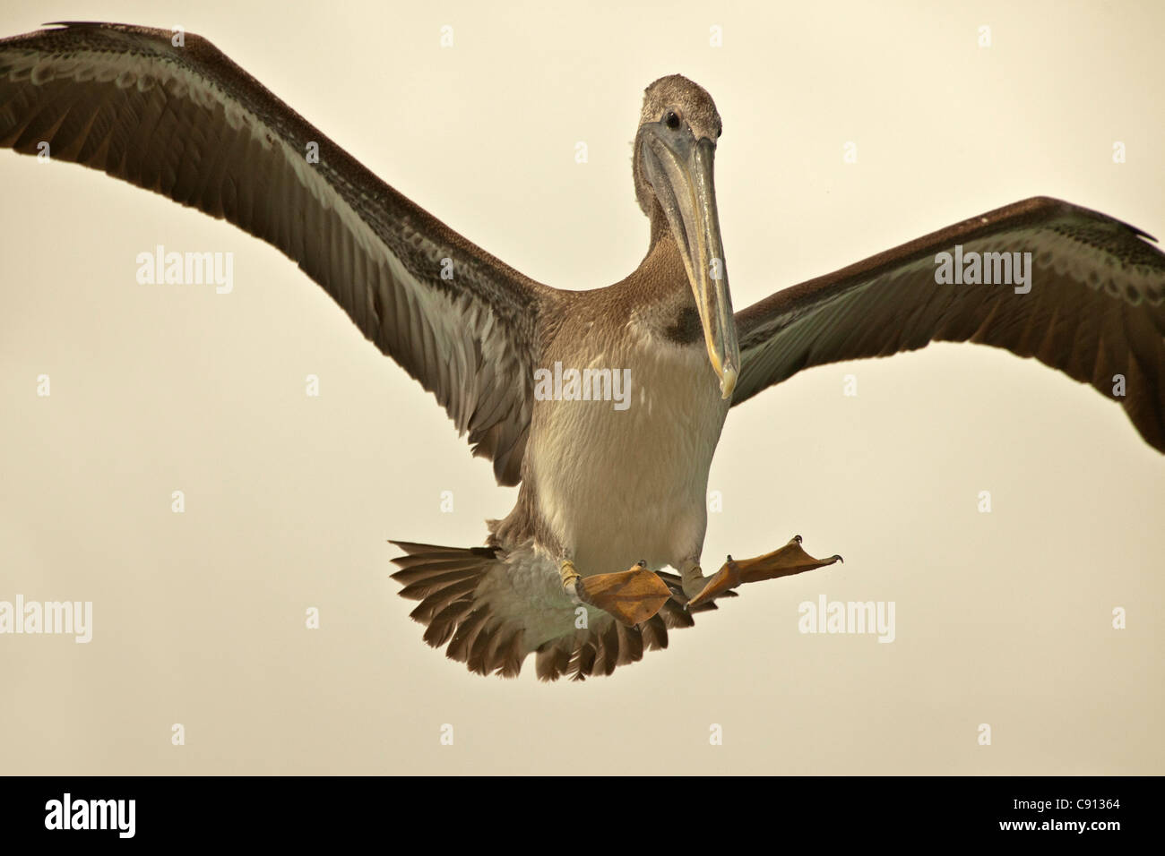 The Netherlands, Bonaire Island, Dutch Caribbean, Kralendijk, Brown Pelican ( Pelecanus occidentalis ). Stock Photo