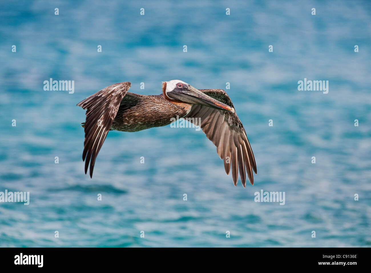 The Netherlands, Bonaire Island, Dutch Caribbean, Kralendijk, Brown Pelican ( Pelecanus occidentalis ). Stock Photo