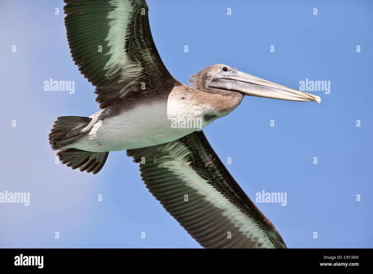 The Netherlands, Bonaire Island, Dutch Caribbean, Kralendijk, Brown Pelican ( Pelecanus occidentalis ). Stock Photo