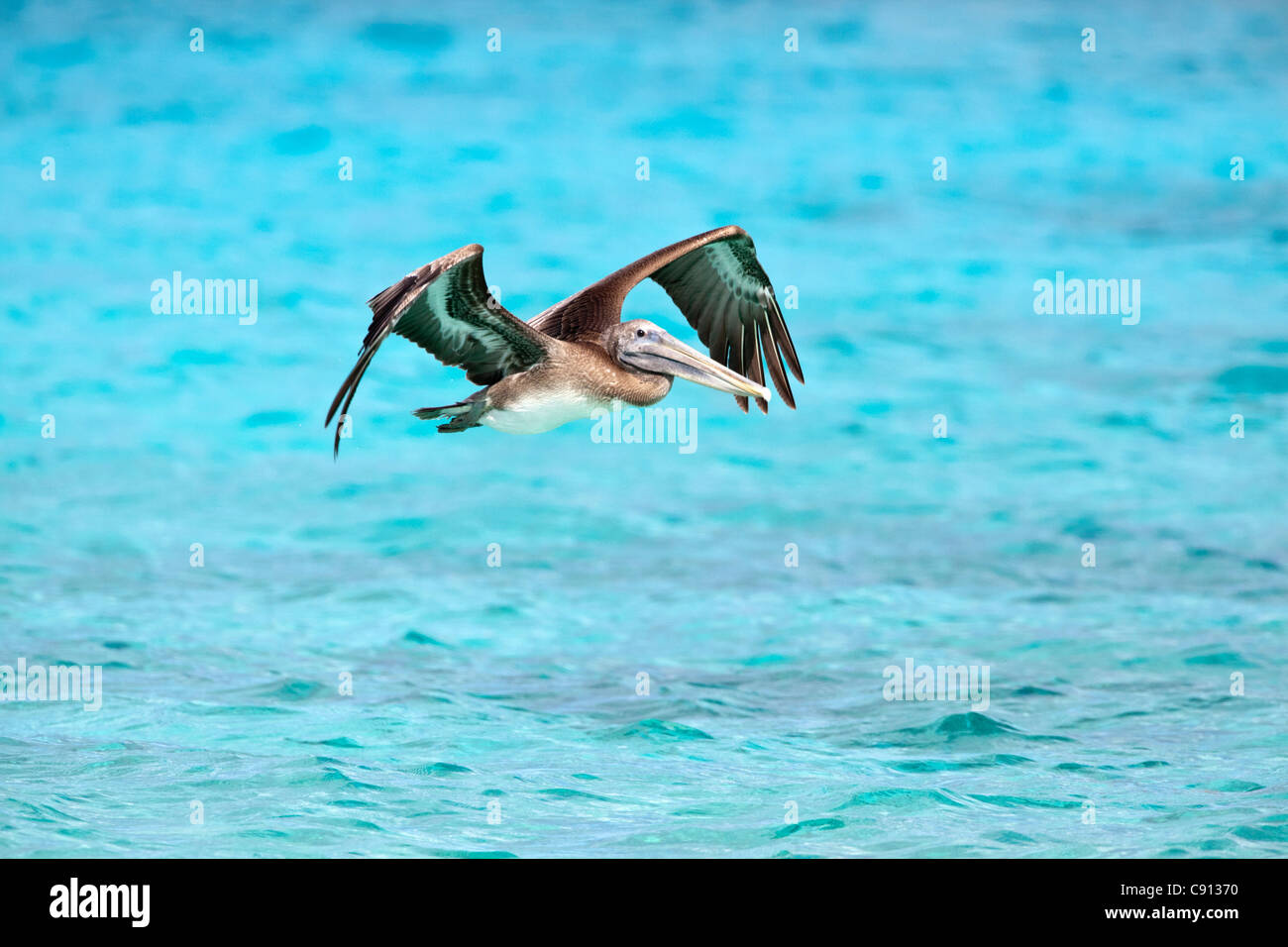 Bonaire hires stock photography and images Alamy