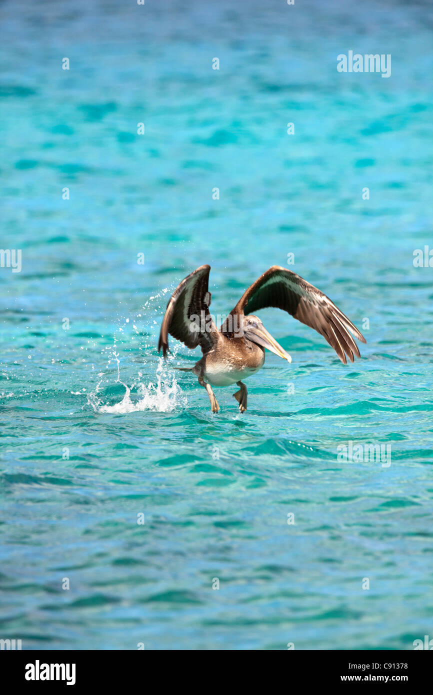 The Netherlands, Bonaire Island, Dutch Caribbean, Kralendijk, Brown Pelican ( Pelecanus occidentalis ). Stock Photo