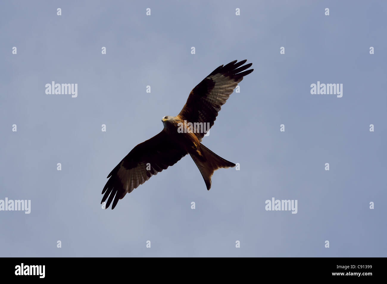 Red Kite bird of prey Stock Photo