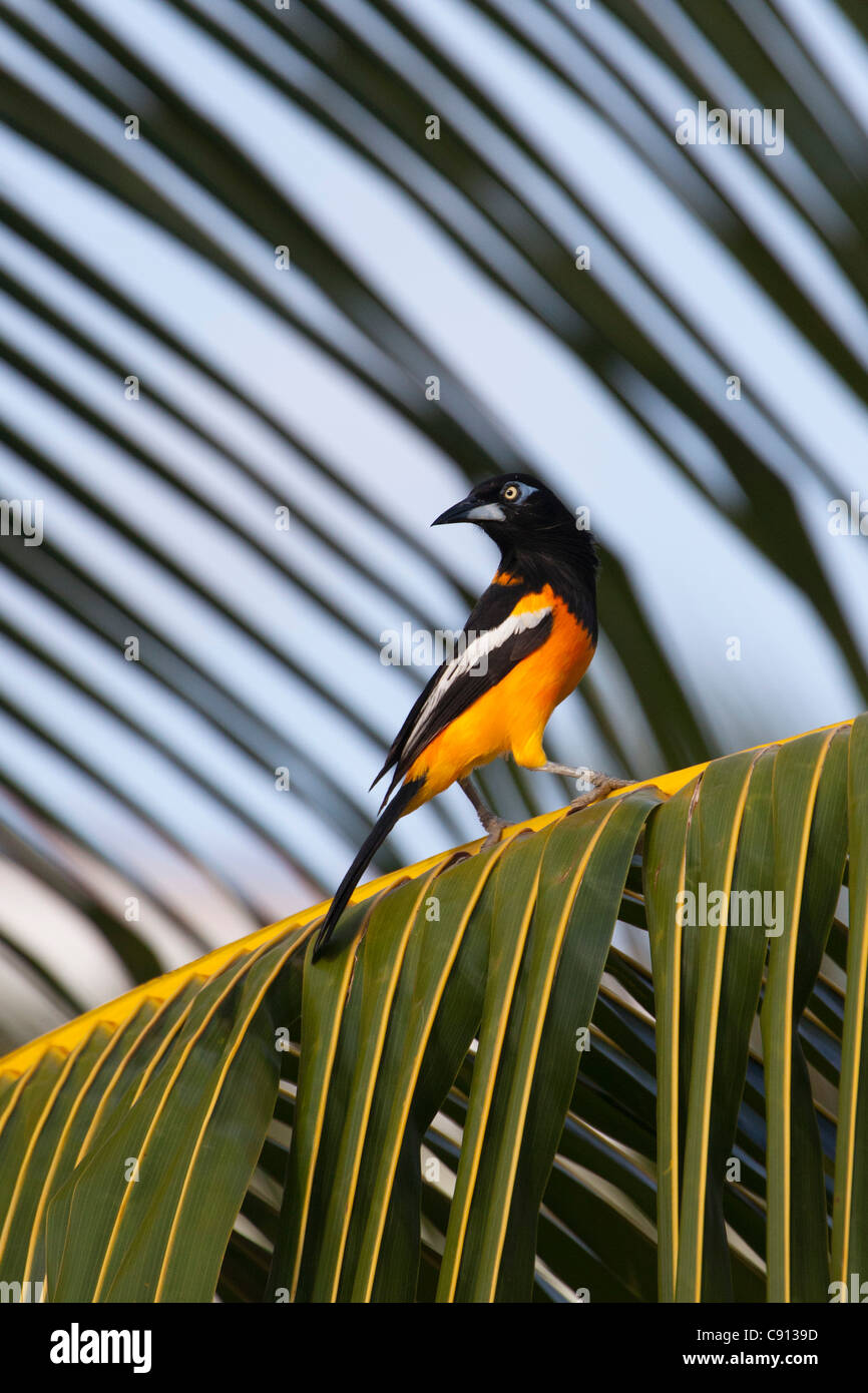 The Netherlands, Bonaire Island, Dutch Caribbean, Kralendijk, Carib Grackle ( Quiscalus lugubris ). Stock Photo