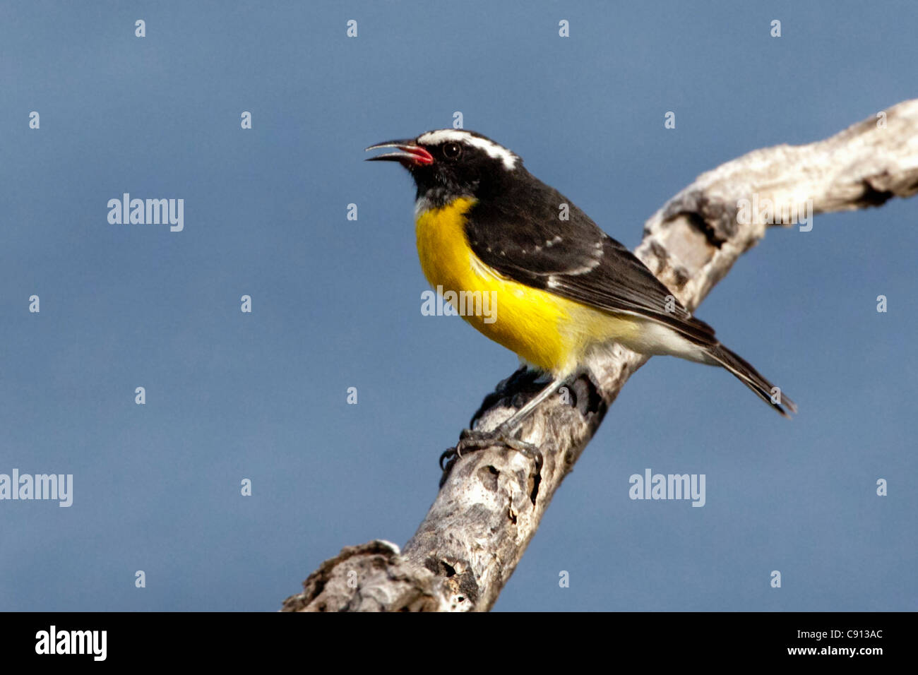 The Netherlands, Bonaire Island, Dutch Caribbean, Kralendijk, Bananaquit ( Coereba Flaveola ). Stock Photo