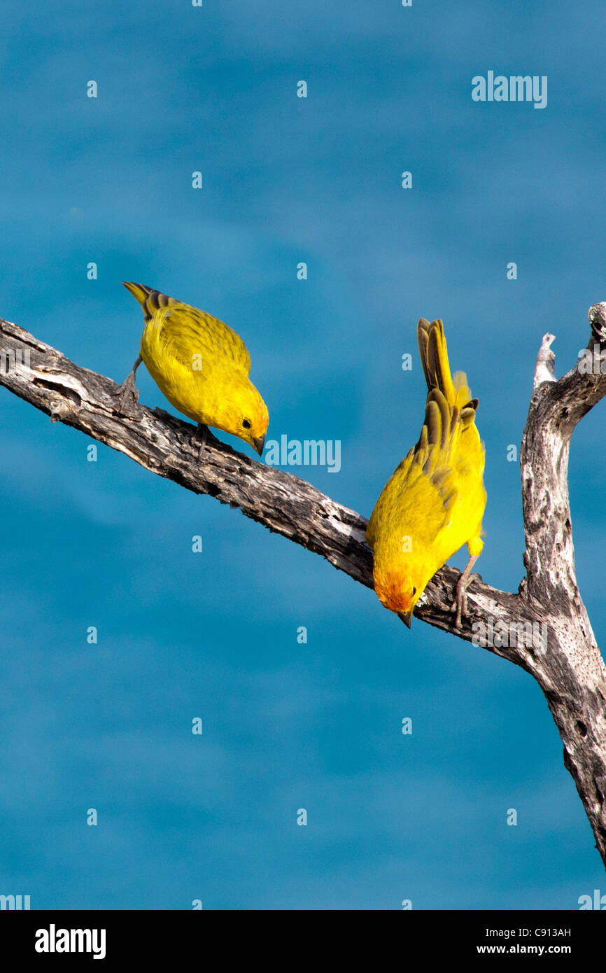 The Netherlands, Bonaire Island, Dutch Caribbean, Kralendijk, Yellow Warbler ( Dendroica petechia ). Stock Photo