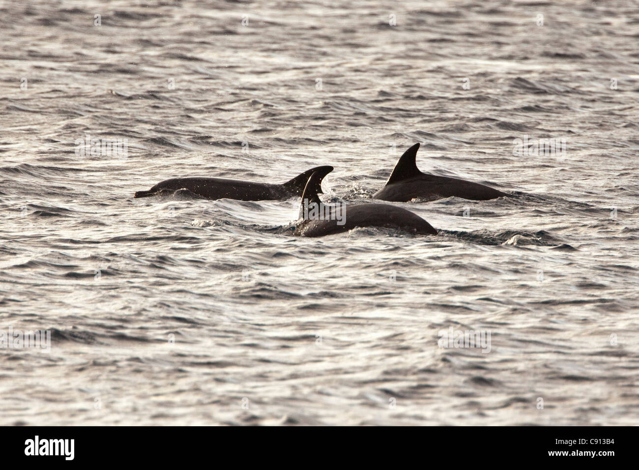 The Netherlands, Bonaire Island, Dutch Caribbean, Kralendijk, Dolphins. Stock Photo