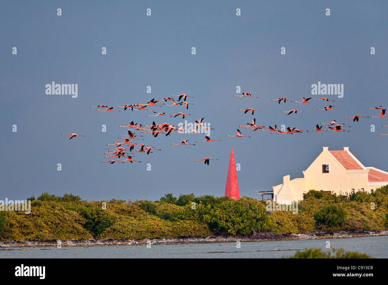 Netherland, Bonaire Island, Dutch Caribbean, Kralendijk, Greater Flamingos (Phoenicopterus ruber) flying over slave house. Stock Photo