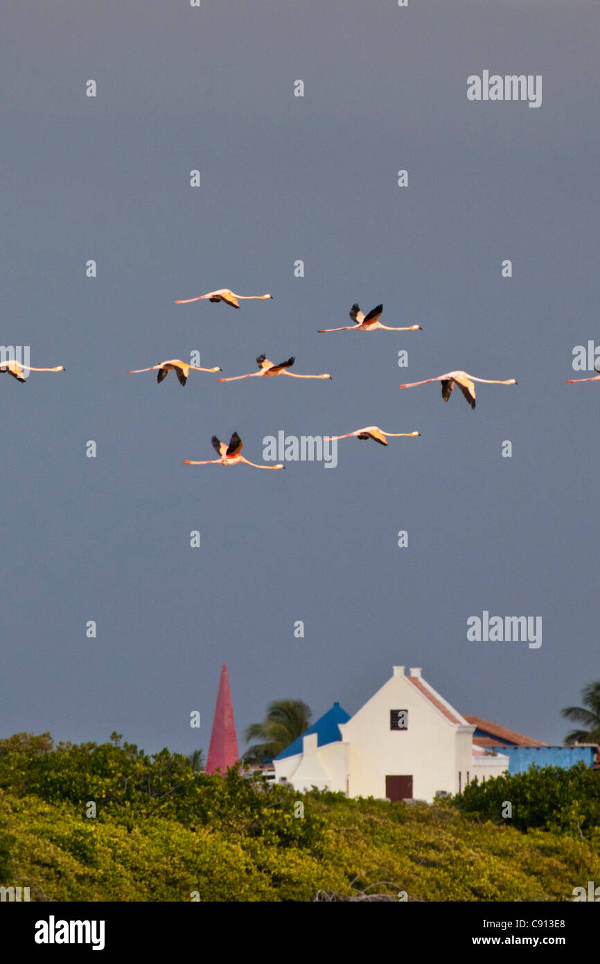 Bonaire Island, Dutch Caribbean, Kralendijk, Greater Flamingos ( Phoenicopterus ruber ) flying in front of slave masters house. Stock Photo