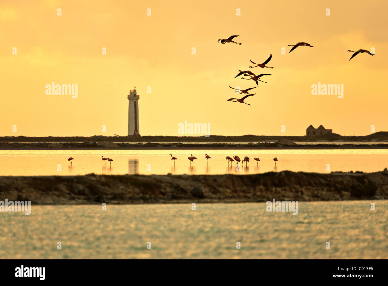 The Netherlands, Bonaire Island, Dutch Caribbean, Kralendijk, American or Caribbe Flamingo ( Phoenicopterus ruber ). Lighthouse. Stock Photo