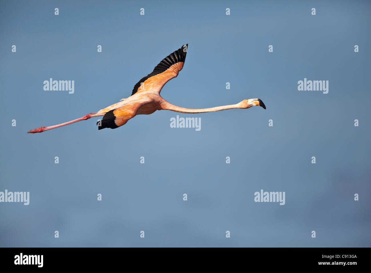 The Netherlands, Bonaire Island, Dutch Caribbean, Kralendijk, American or Caribbean Flamingo ( Phoenicopterus ruber ). Stock Photo
