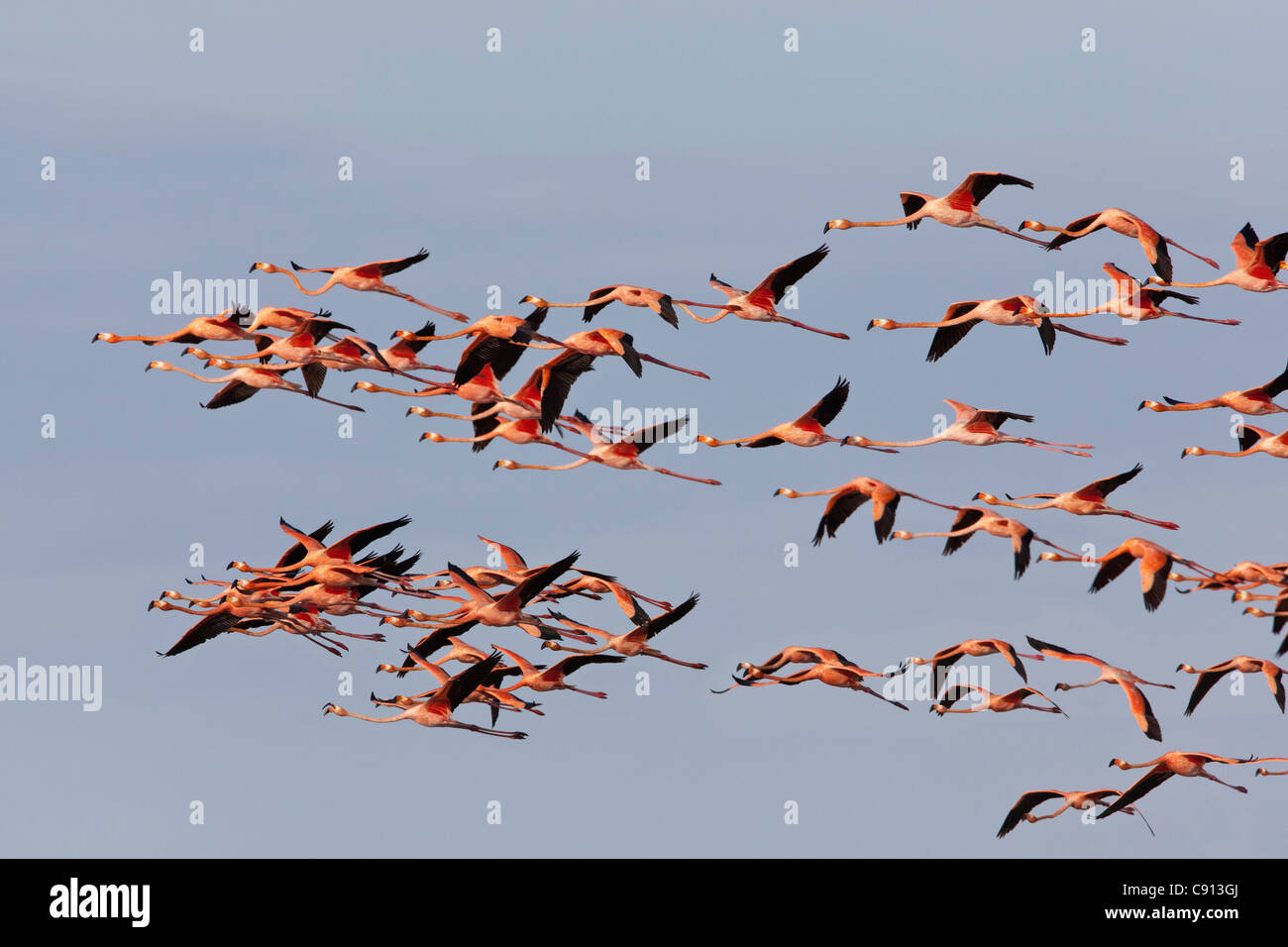 The Netherlands, Bonaire Island, Dutch Caribbean, Kralendijk, American or Caribbean Flamingo ( Phoenicopterus ruber ). Stock Photo