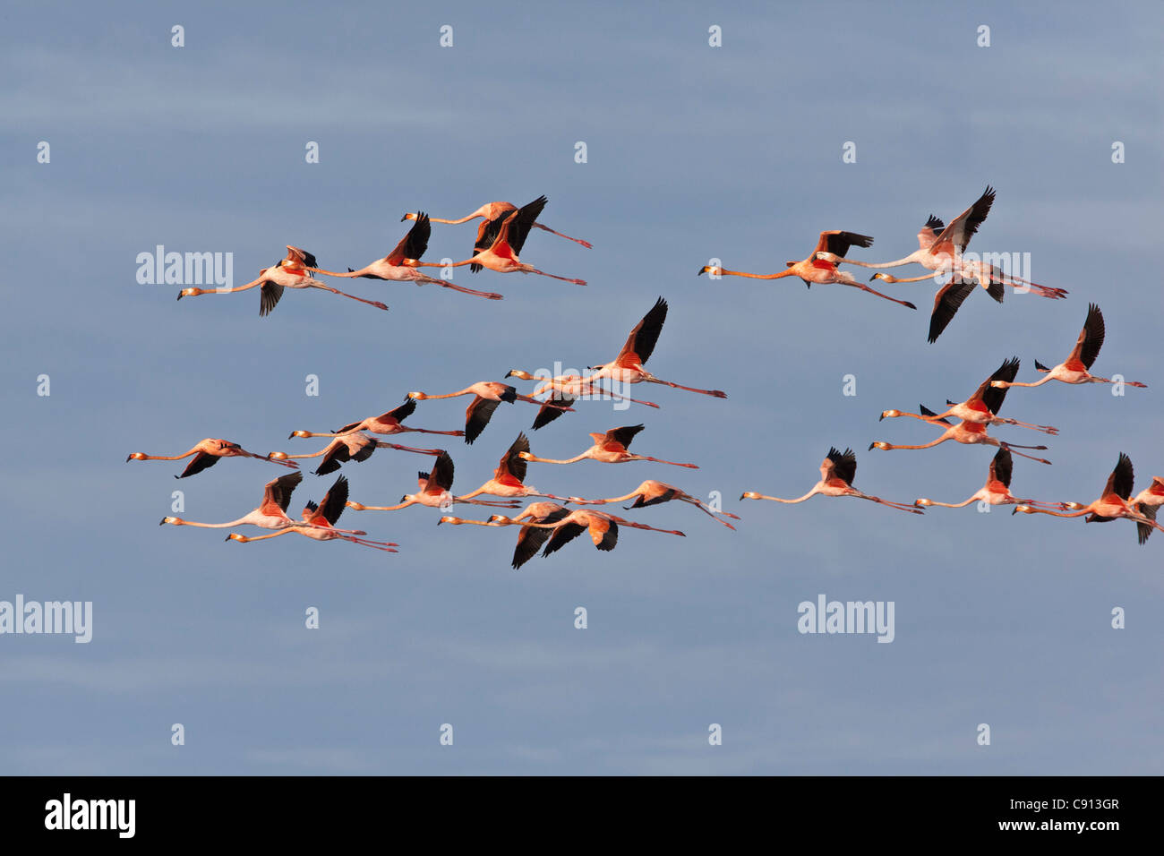 The Netherlands, Bonaire Island, Dutch Caribbean, Kralendijk, American or Caribbean  Flamingo ( Phoenicopterus ruber ). Stock Photo