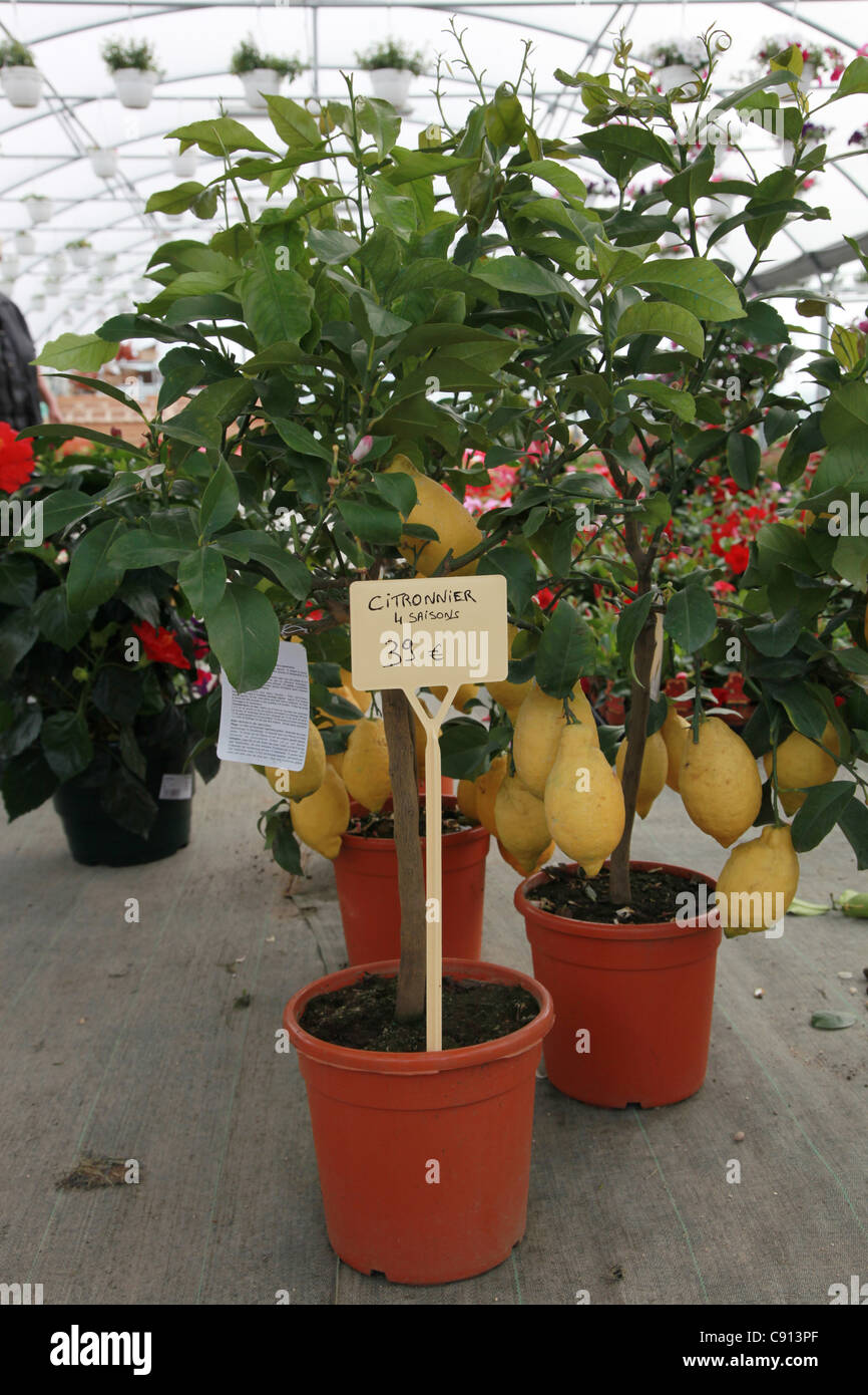 Lemon tree in a pot for sale Stock Photo