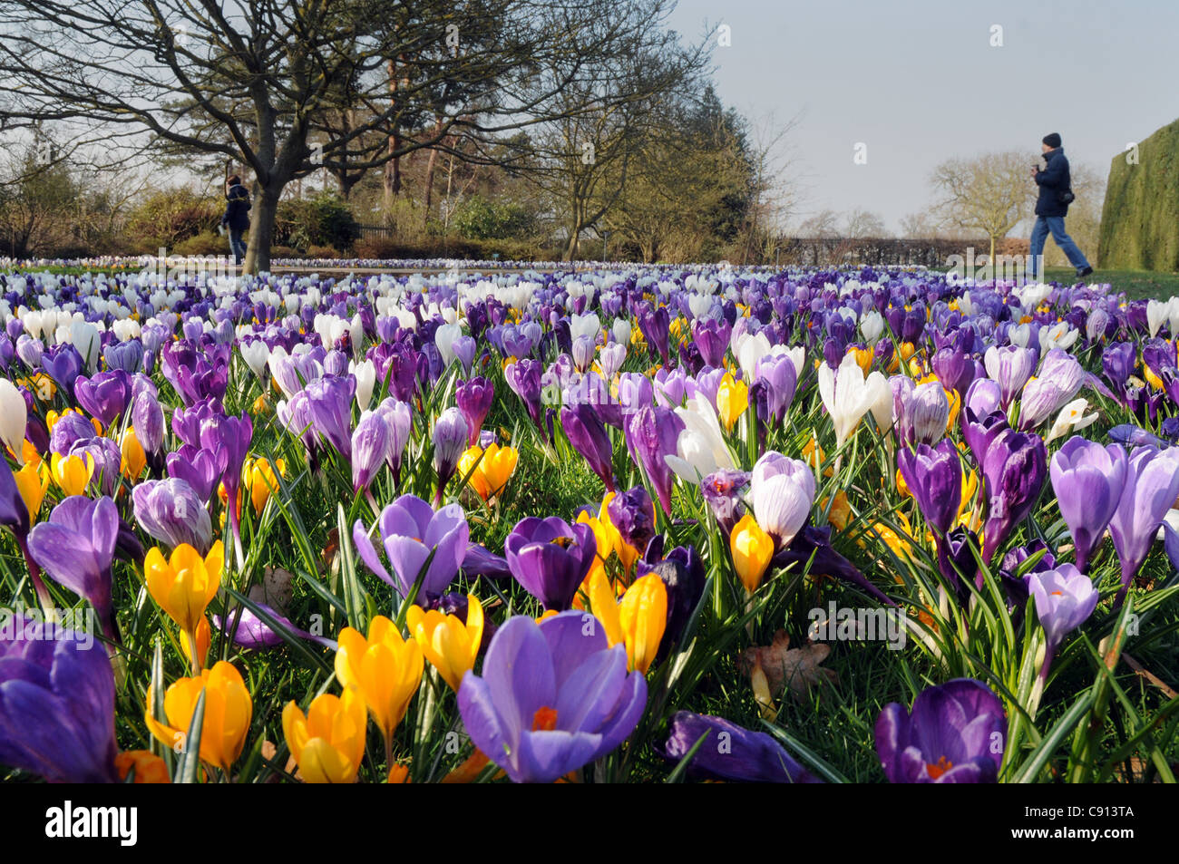 VISITORS TO THE ROYAL HORTICULTURAL SOCETY GARDEN AT WISLEY IN SURREY ARE GREETED BY A MAGNIFICENT CARPET OF CROCUSES THAT SHIMM Stock Photo