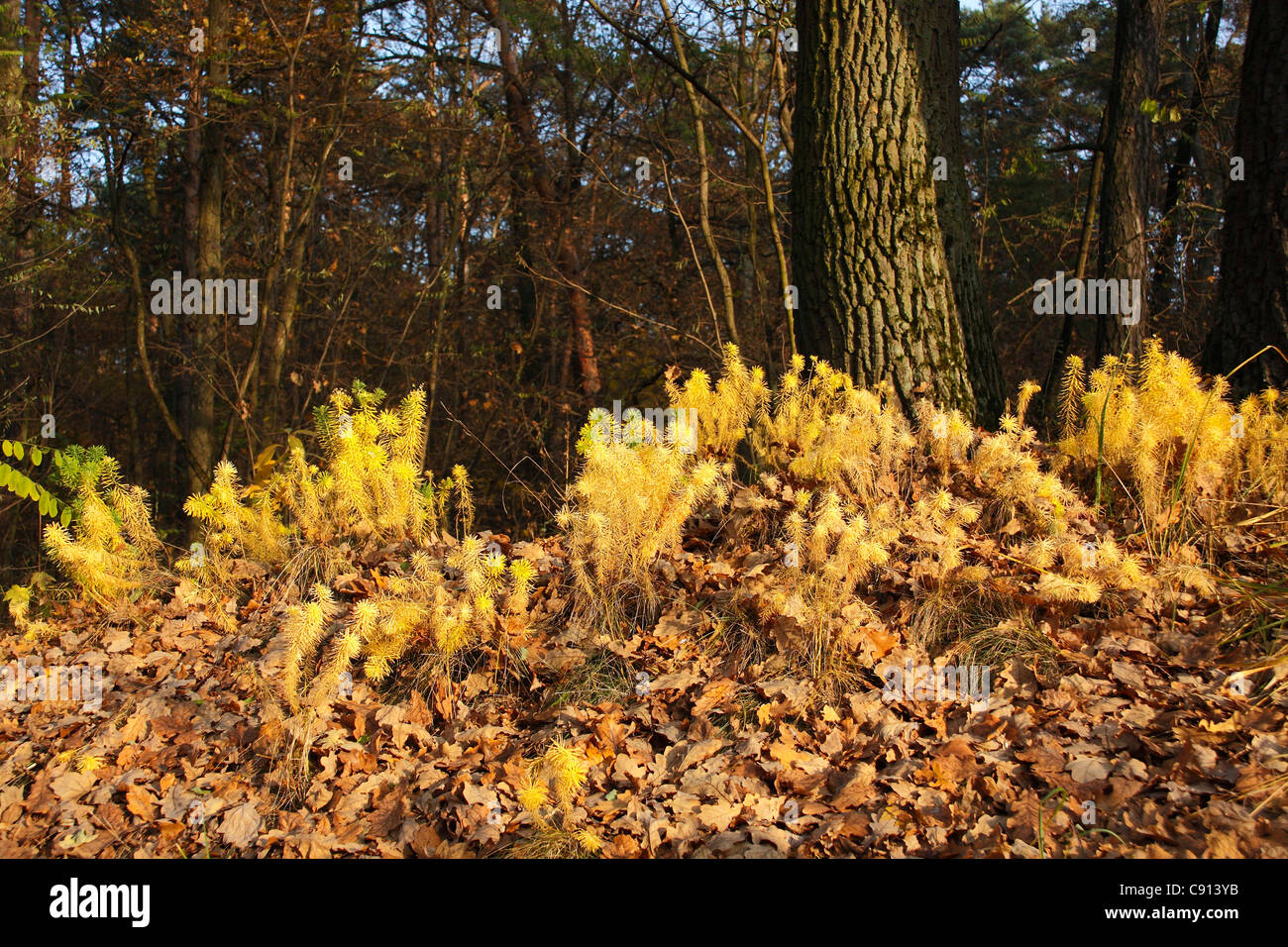 Trees in forest golden leaves hi-res stock photography and images - Alamy