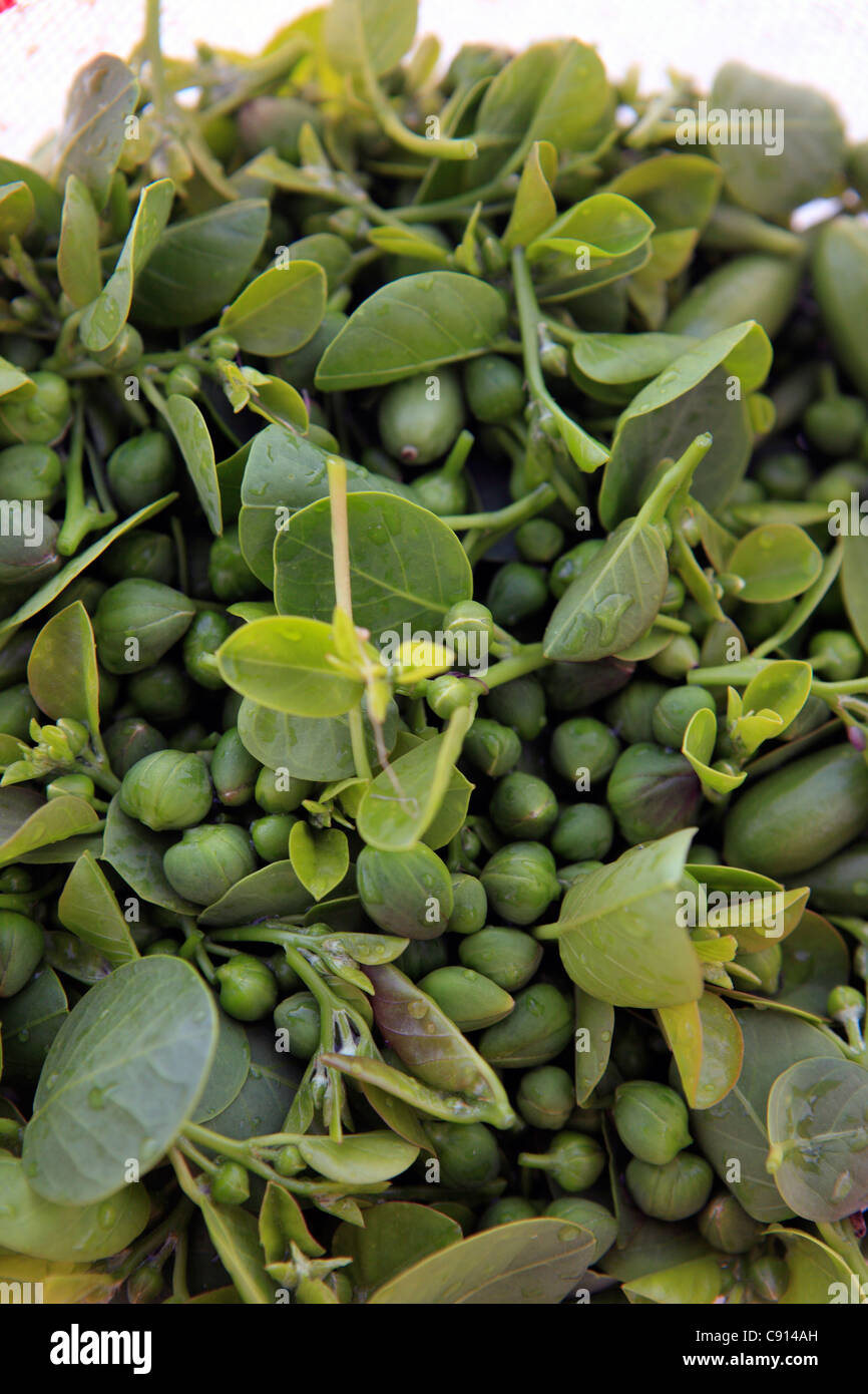greece cyclades sikinos capers Stock Photo Alamy