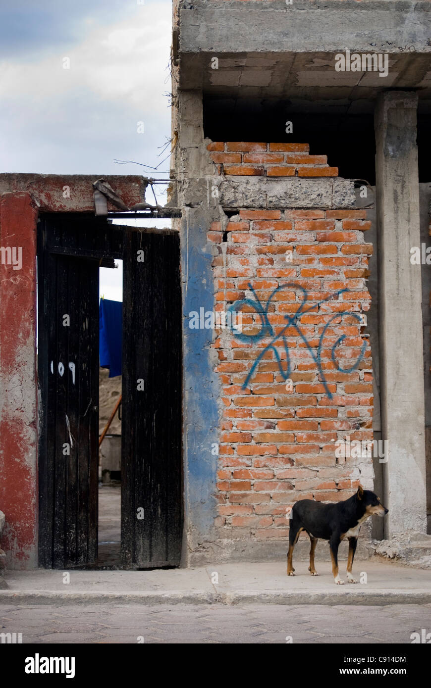 Dog In Doorway In Street With Red Brick Walls Stock Photo