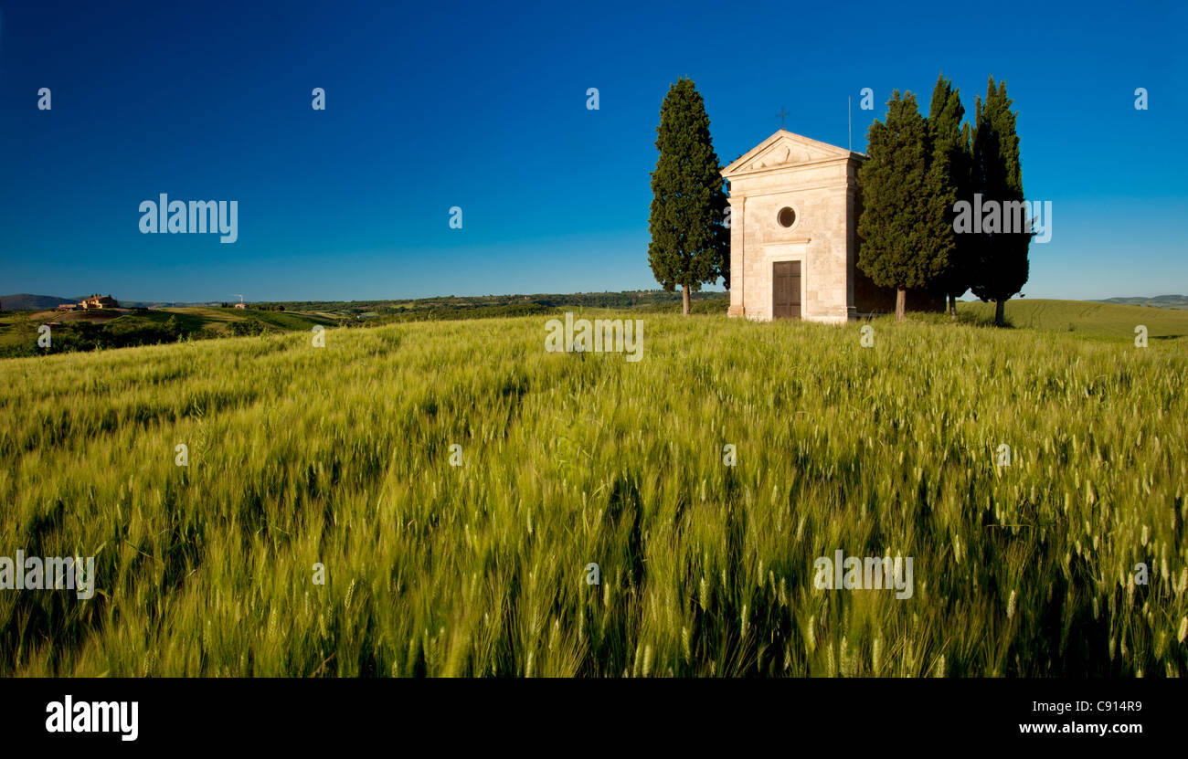 Evening sunlight on wheat field and Cappella di Vitaleta near San Quirico d'Orcia, Tuscany Italy Stock Photo