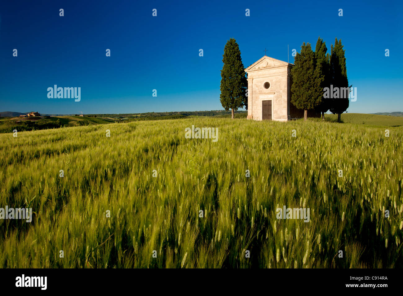 Evening sunlight on wheat field and Cappella di Vitaleta near San Quirico d'Orcia, Tuscany Italy Stock Photo
