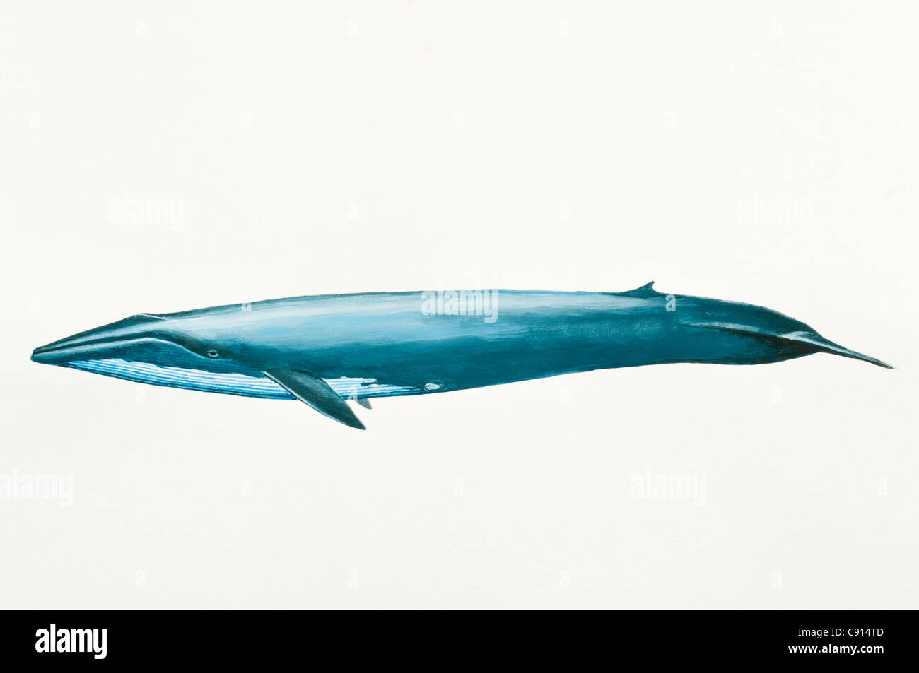 Blue Whales, Balaenoptera musculus, Mammalia, Cetacea, Balaenopteridae Stock Photo