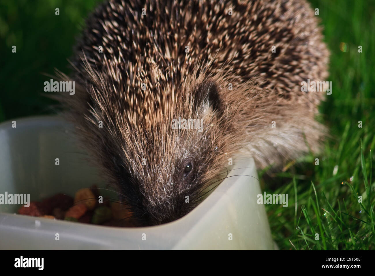 European hedgehog eating cat food from dish in garden Stock Photo Alamy
