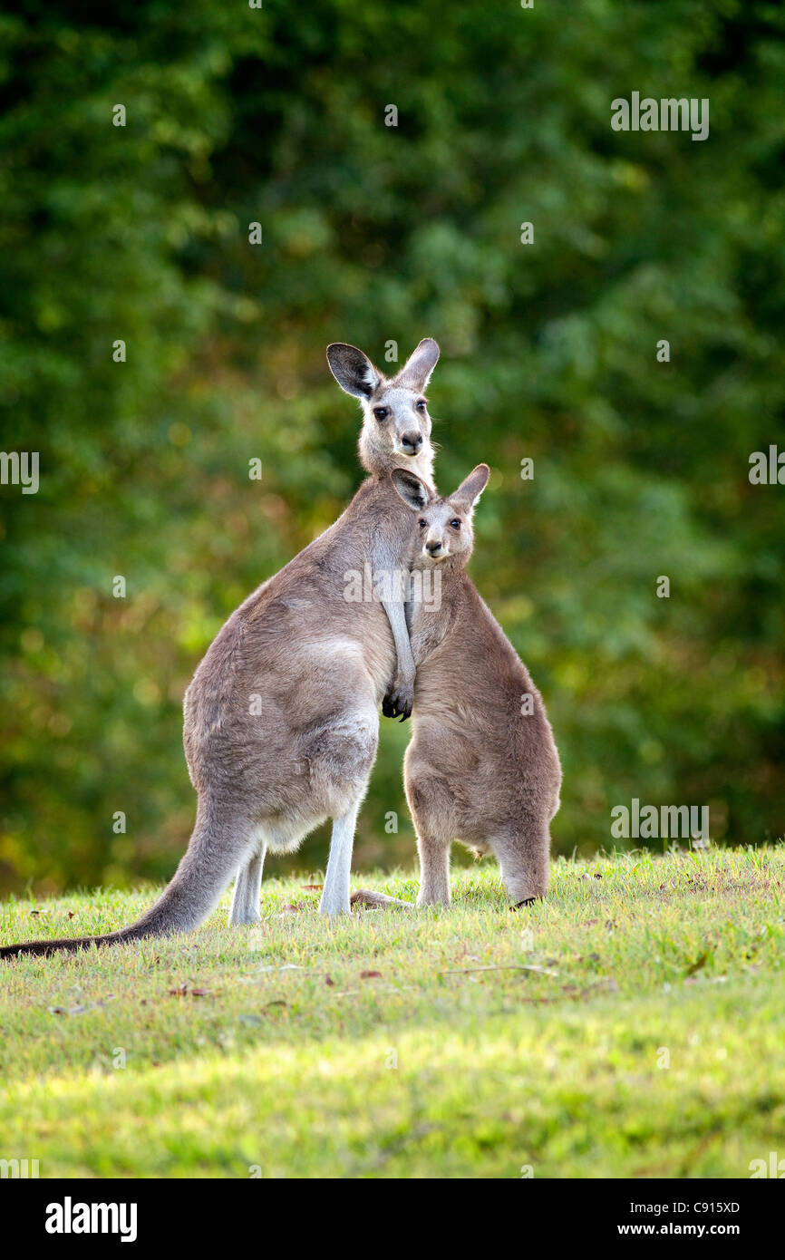 Eastern Grey Kangaroo and Joey Australia Stock Photo