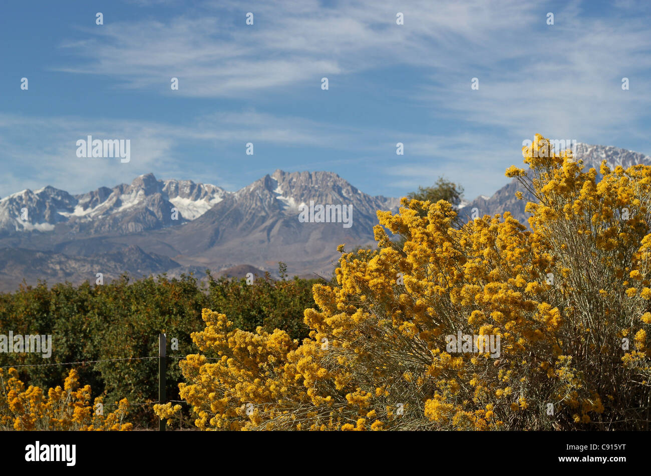 Bright yellow Rabbitbrush in fall with the Sierra mountains in the background on a sunny day. Stock Photo