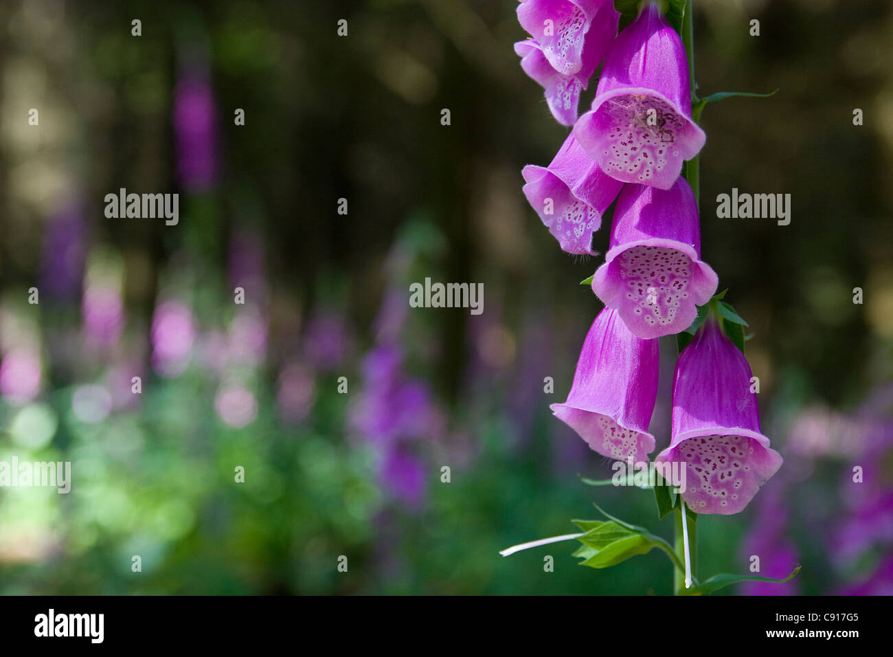 There are wild flowers growing in the woods at Kingley Vale, including