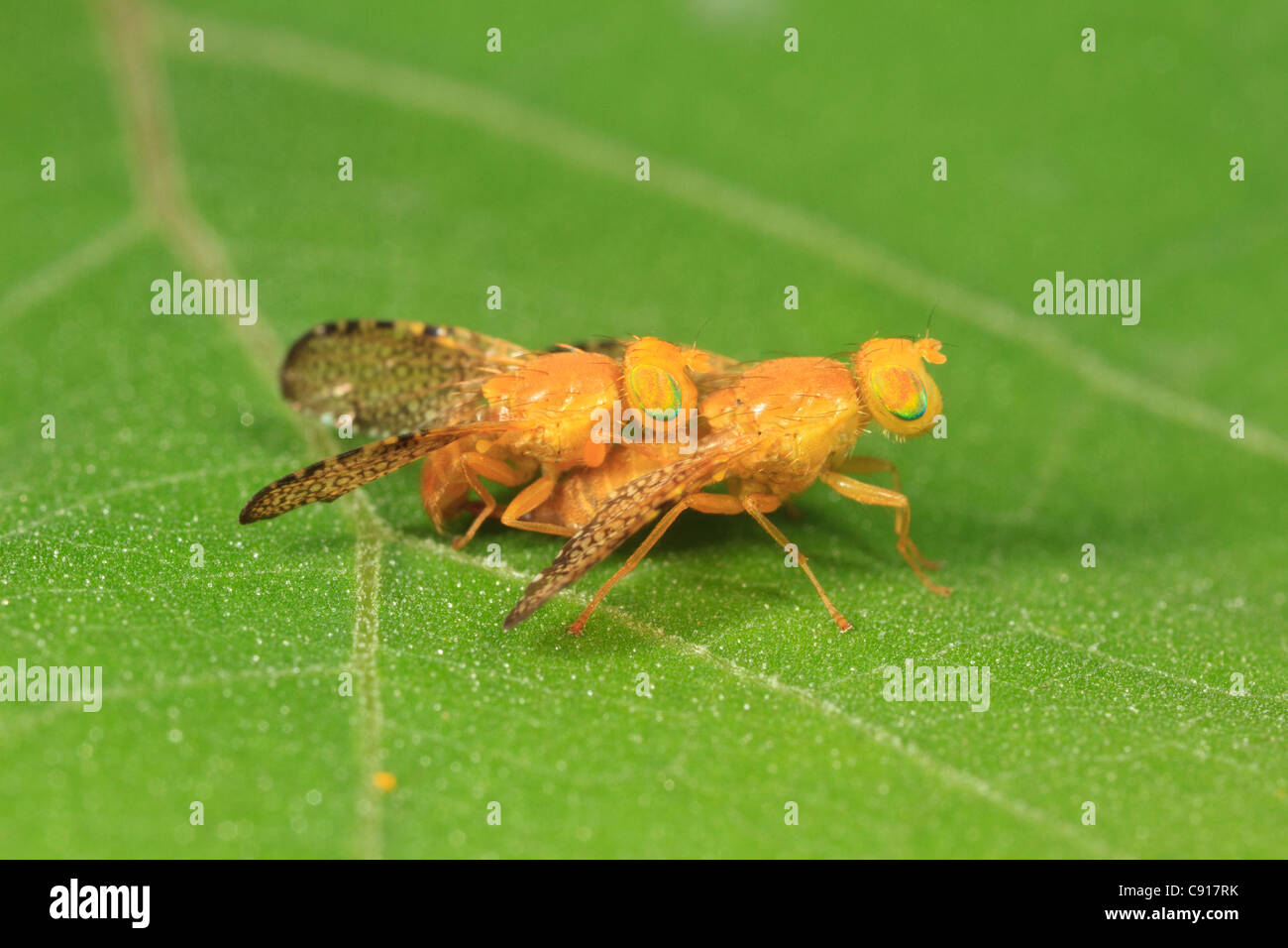 Fruit Fly (Icterica seriata), mating Stock Photo Alamy