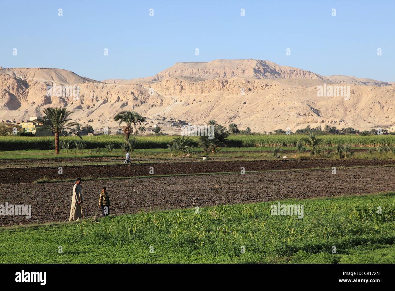 There is rich fertile land along the flood plain of the River Nile and crops are cultivated in the region in a thriving Stock Photo